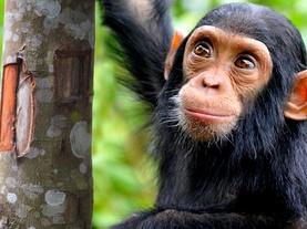 NOVA Wonders What Are Animals Saying?