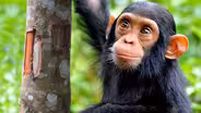 NOVA Wonders What Are Animals Saying?