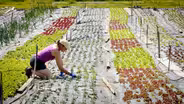 Rogue Farm Corps
