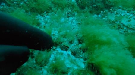 Video thumbnail: Great Lakes Now Loosening Up the Mussels