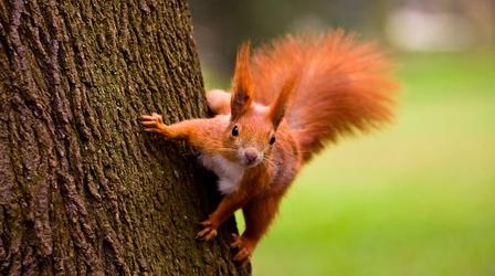 Video thumbnail: Nature A Squirrel's Guide to Success