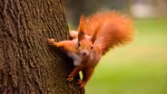 A Squirrel's Guide to Success