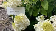 Growing Hydrangeas