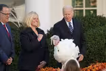 How lucky turkeys came to earn presidential pardons