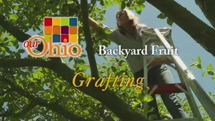 Backyard Fruit - Grafting