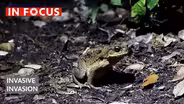 Toxic Toads: On the Hunt for Invasive Invaders