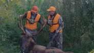 Bull Elk Hunt, Catfish Bumping Technique
