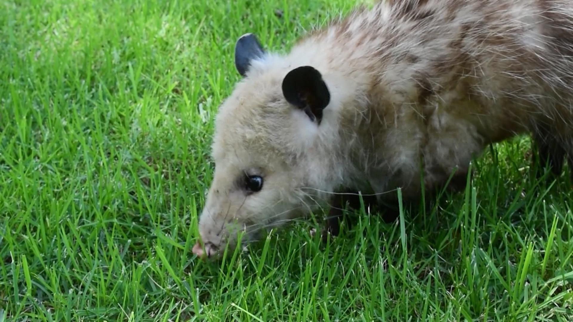 virginia-opossum-spanish-captions-let-s-learn-nj-pbs