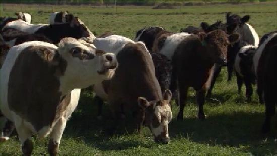 A Minnesota Beef Farm