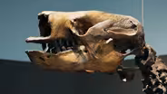 Fossils in the Asphalt: Unearthing LA’s Ancient Past