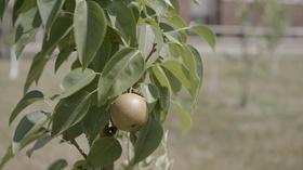 Video thumbnail: Broad and High Fallen Fruit, Fresh Market Mural, Souther Preview