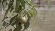 Fallen Fruit, Fresh Market Mural, Souther Preview