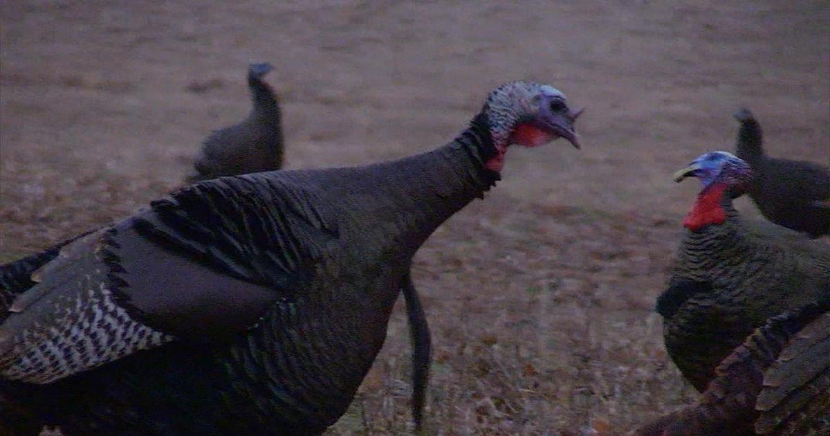 Kentucky Afield Rabbit Hunting, Otter Creek Park Fishing, Fall Turkey