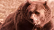 A Grizzly Encounter (Journals of Lewis and Clark)