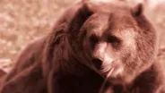 A Grizzly Encounter (Journals of Lewis and Clark)