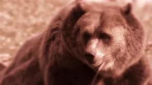 A Grizzly Encounter (Journals of Lewis and Clark)