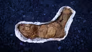 How We Solve Jurassic Mysteries from One Bizarre Fossil