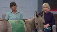 Therapy Donkeys, WM Open changes, SoCal Fires and AZ Housing