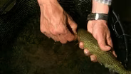 Caddis Hatch Trout