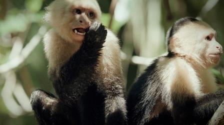 Video thumbnail: Nature Finding Capuchin Monkeys in Costa Rican Mangroves