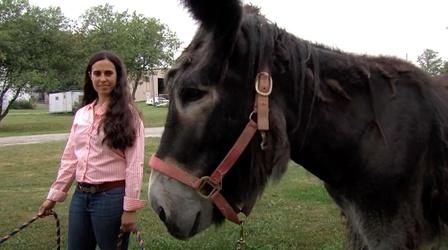 Video thumbnail: The Paw Report Saving the Endangered Donkey