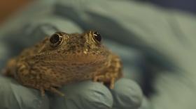 Video thumbnail: SCI NC Ugly frogs deserve conservation too