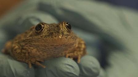 Video thumbnail: SCI NC Ugly frogs need conservation too