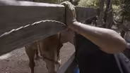 Equine Love in San Antonio
