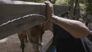 Equine Love in San Antonio