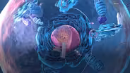 Did An Ancient Pathogen Reshape Our Cells?