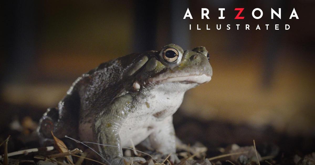 Arizona Illustrated | Toads, Socks, Piano | Season 2023 | Episode 932