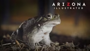 Toads, Socks, Piano