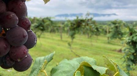 Video thumbnail: Tennessee Life Tennessee Life - 704 - Fruit of the Vine