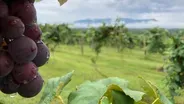 Tennessee Life - 704 - Fruit of the Vine