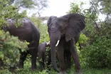 Drones keep elephants away from people in Tanzania