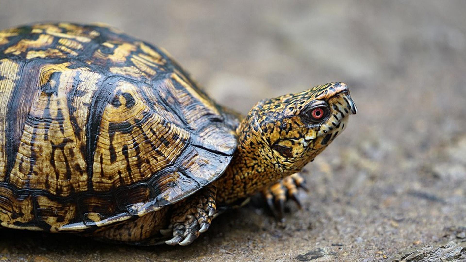 Close up on a bog turtle. 