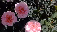 Can Roses Save Water and Clean the Air?