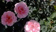 Can Roses Save Water and Clean the Air?