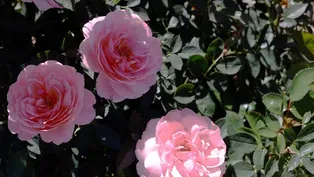 Can Roses Save Water and Clean the Air?