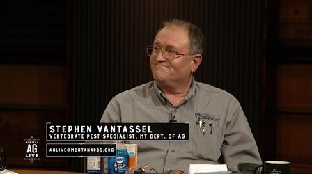 Video thumbnail: Montana Ag Live 5904: Critter Problems
