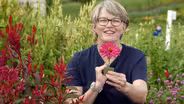 Tips for caring for cut flowers