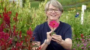 Tips for caring for cut flowers