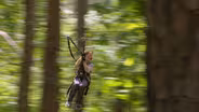 TreeRunner Adventure Park