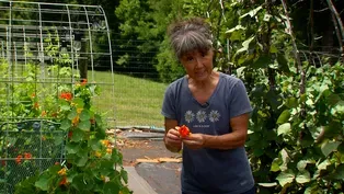 Pantry Garden