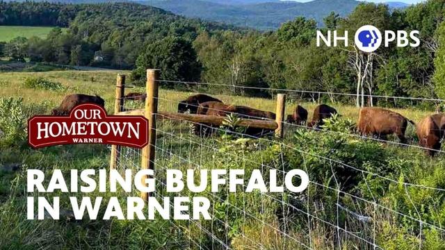 Warner | Raising Buffalo in Warner