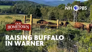 Warner | Raising Buffalo in Warner
