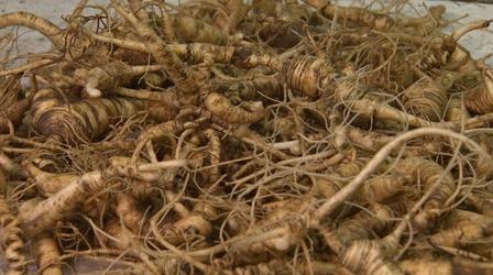 Video thumbnail: SCI NC Poachers threaten native ginseng in NC parks