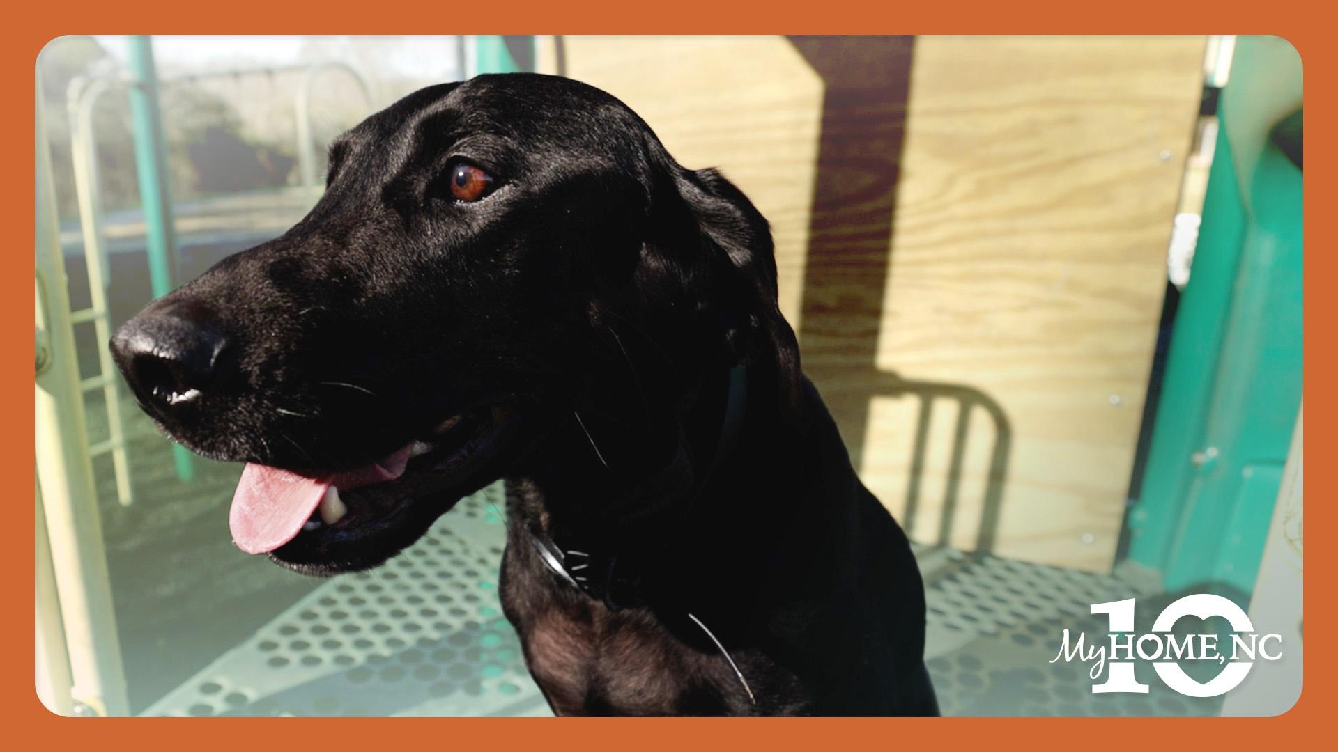 Ripken the Bat Dog with his tongue out. 