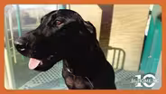 Ripken the Bat Dog | 10 Years of My Home, NC