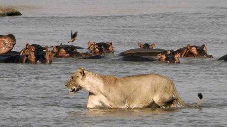 Mother Hippo Protects Calf from Lions and Crocodiles
